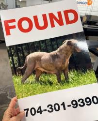 Reunited Female Dog last seen Davidson Downs neighborhood, Mooresville, NC 28115