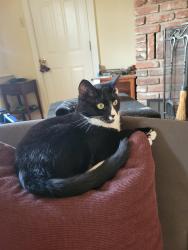 Lost Female Cat last seen Near McPherson ave, Bethel Park, PA 15102