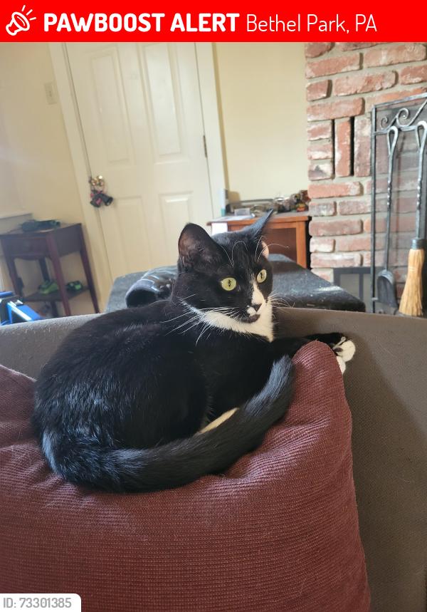 Lost Female Cat last seen Near McPherson ave, Bethel Park, PA 15102