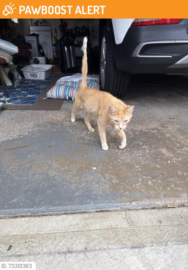 Found/Stray Male Cat last seen Grant blvd., Middleburg Heights, OH 44130