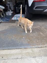Found/Stray Male Cat last seen Grant blvd., Middleburg Heights, OH 44130