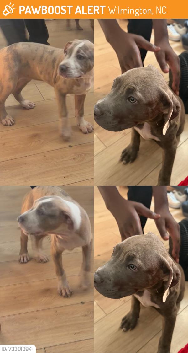 Found/Stray Female Dog last seen 11th St, Wilmington, NC 28401