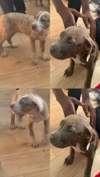 Found/Stray Female Dog last seen 11th St, Wilmington, NC 28401