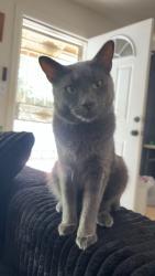 Reunited Male Cat last seen Near Compton Ct, Chino, CA 91710, USA, Chino, CA 91710