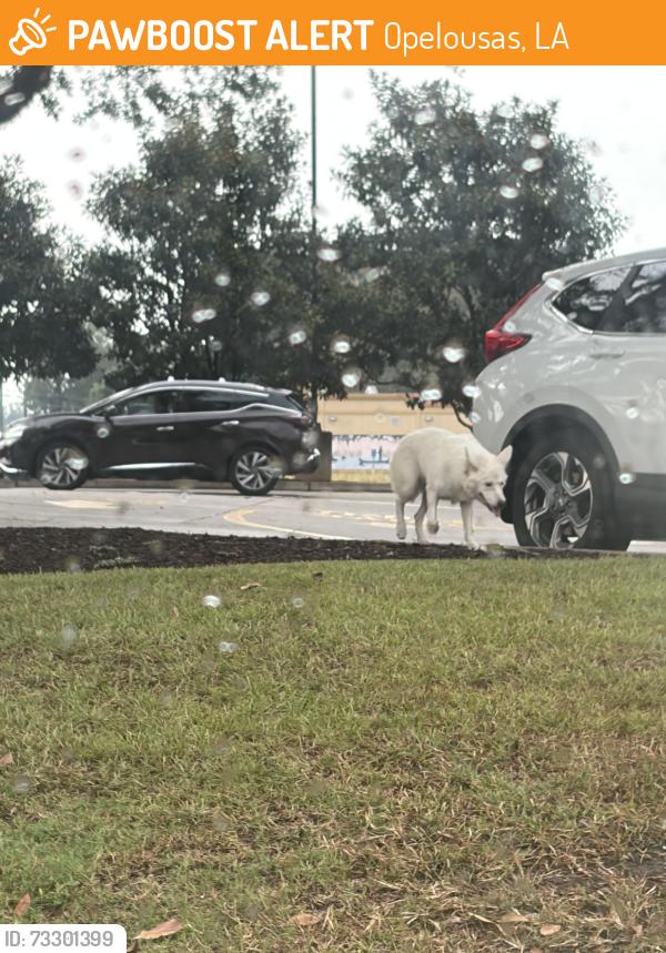 Found/Stray Unknown Dog last seen Canes on Union, Opelousas, LA 70570