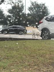 Found/Stray Unknown Dog last seen Canes on Union, Opelousas, LA 70570