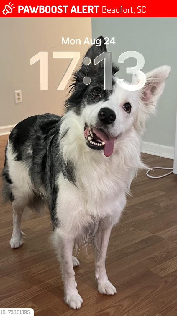 Lost Male Dog last seen Park about 200 yds from the hse, Beaufort, SC 29906
