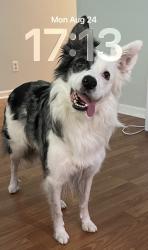 Lost Male Dog last seen Park about 200 yds from the hse, Beaufort, SC 29906