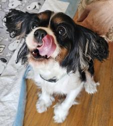 Reunited Female Dog last seen Ohio st and, Vallejo, CA 94590