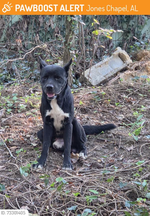 Found/Stray Male Dog last seen Family Dollar, Jones Chapel, AL 35057