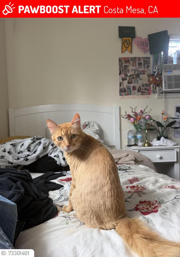 Lost Male Cat last seen 19st and bay st, Costa Mesa, CA 92627