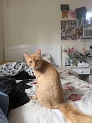 Lost Male Cat last seen 19st and bay st, Costa Mesa, CA 92627