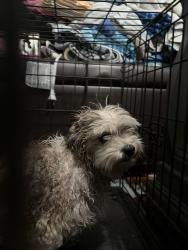 Found/Stray Male Dog last seen Cyber yogurt, El Monte, CA 91731