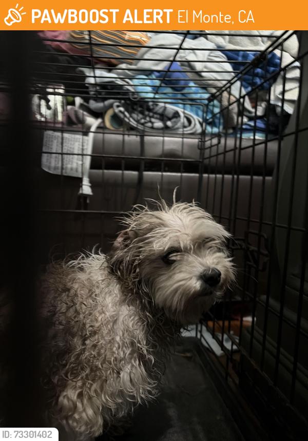 Found/Stray Male Dog last seen Cyber yogurt, El Monte, CA 91731