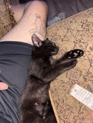 Lost Male Cat last seen My Vernon / Atwood, Auburn, CA 95603