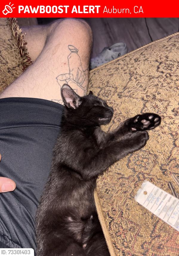 Lost Male Cat last seen My Vernon / Atwood, Auburn, CA 95603