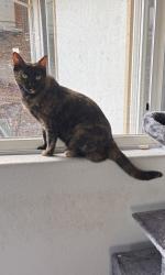 Lost Female Cat last seen Bennet, San Marcos, CA 92069