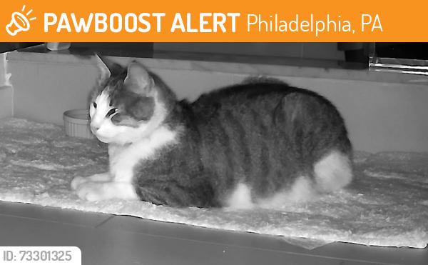 Found/Stray Unknown Cat last seen Trenton & Lehigh, Philadelphia, PA 19125