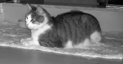 Found/Stray Unknown Cat last seen Trenton & Lehigh, Philadelphia, PA 19125
