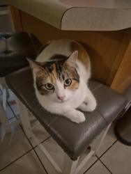 Lost Female Cat last seen Vittoria community, Albuquerque, NM 87114