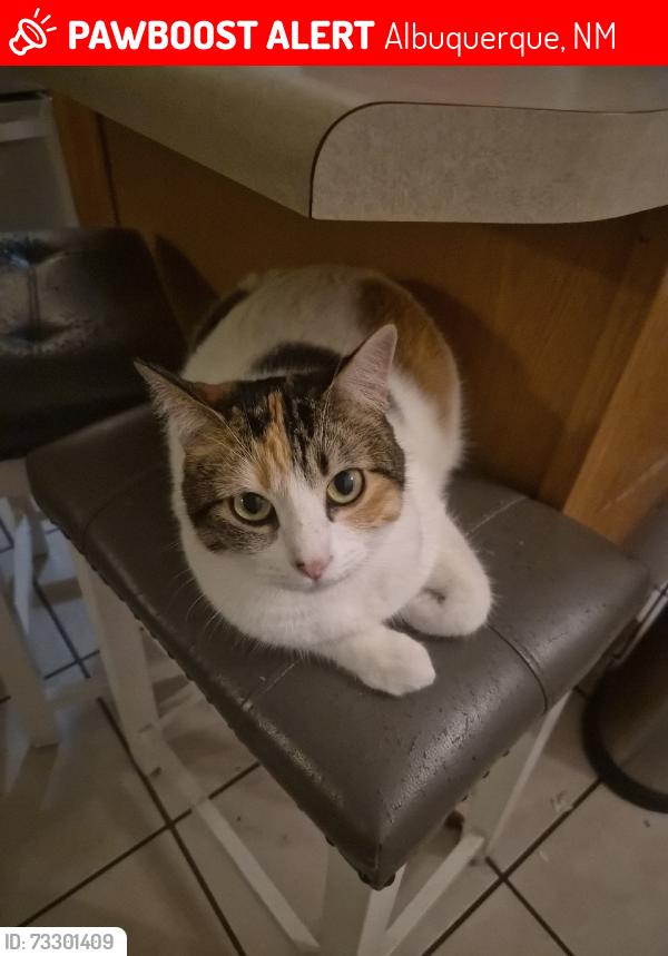 Lost Female Cat last seen Vittoria community, Albuquerque, NM 87114