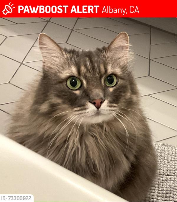 Lost Male Cat last seen Sonoma Ave and Peralta Ave Albany, Albany, CA 94706
