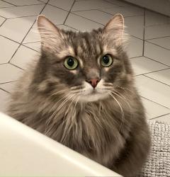 Lost Male Cat last seen Sonoma Ave and Peralta Ave Albany, Albany, CA 94706