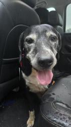 Reunited Male Dog last seen Muscpgee and Twin Pines Cir, Cantonment, FL 32533