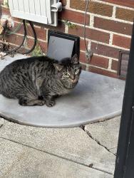 Found/Stray Female Cat last seen Park Ave near Kindleberger park, Parchment, MI 49004