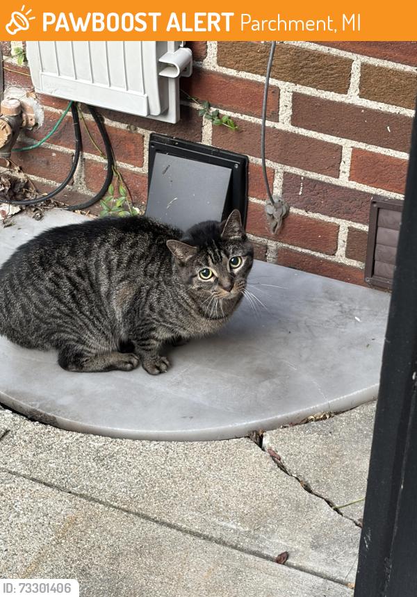 Found/Stray Female Cat last seen Park Ave near Kindleberger park, Parchment, MI 49004