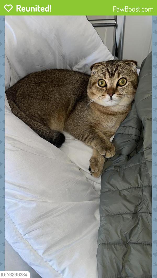 Reunited Male Cat last seen Kingfisher close Bradwell nr31 8lz, Bradwell, England 