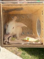 Shelter Stray Unknown Other last seen Near BLOCK W BRUD DR, WEST VALLEY CITY UT 84128, 4522 W 3500 S, West Valley City, UT 84120, USA