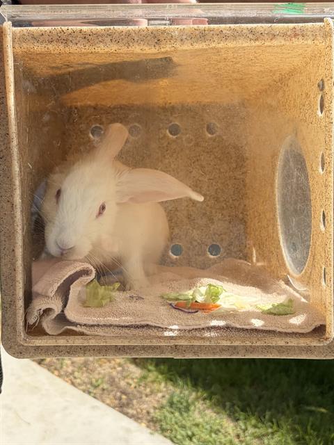 Shelter Stray Unknown Other last seen Near BLOCK W BRUD DR, WEST VALLEY CITY UT 84128, 4522 W 3500 S, West Valley City, UT 84120, USA