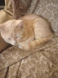 Reunited Male Cat last seen Toepfer and Groesbeck, Warren, MI 48089
