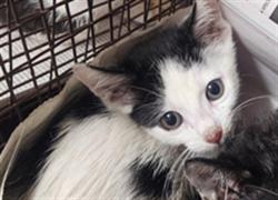 Shelter Stray Male Cat last seen , 3201 Lacy St, Los Angeles, CA 90031, USA