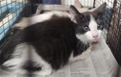 Shelter Stray Female Cat last seen , 3201 Lacy St, Los Angeles, CA 90031, USA