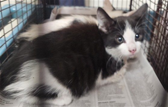 Shelter Stray Female Cat last seen , 3201 Lacy St, Los Angeles, CA 90031, USA