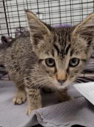 Shelter Stray Male Cat last seen , 1850 W 60th St, Los Angeles, CA 90047, USA
