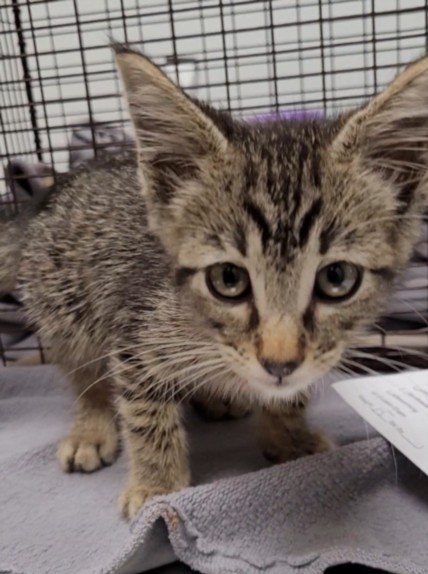 Shelter Stray Male Cat last seen , 1850 W 60th St, Los Angeles, CA 90047, USA