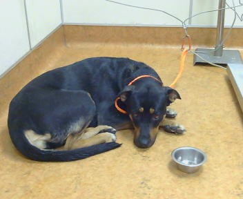 Shelter Stray Female Dog last seen STOCKTON BLVD/65TH AVE, 95823, 3839 Bradshaw Rd, Sacramento, CA 95827, USA