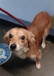 Shelter Stray Female Dog last seen , 1850 W 60th St, Los Angeles, CA 90047, USA