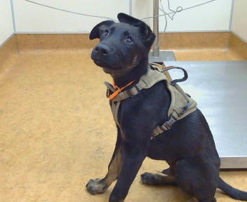 Shelter Stray Male Dog last seen STOCKTON BLVD/65TH AVE, 95823, 3839 Bradshaw Rd, Sacramento, CA 95827, USA