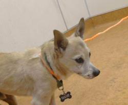 Shelter Stray Male Dog last seen OAKHOLLOW DR/ SPRINGHAVEN CIR, 95842, 3839 Bradshaw Rd, Sacramento, CA 95827, USA
