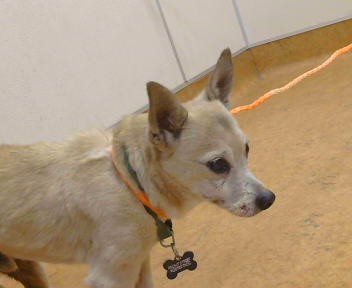 Shelter Stray Male Dog last seen OAKHOLLOW DR/ SPRINGHAVEN CIR, 95842, 3839 Bradshaw Rd, Sacramento, CA 95827, USA