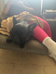 Reunited Male Dog last seen Avenue Q 26th St, Palmdale, CA 93550