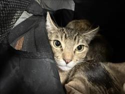 Shelter Stray Male Cat last seen , 14409 Vanowen St, Van Nuys, CA 91405, USA