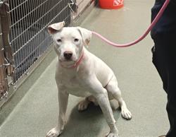 Shelter Stray Male Dog last seen Near BLOCK SAN IGNACIO SANTA FE NM 87507, 100 Caja Del Rio Rd, Santa Fe, NM 87507, USA