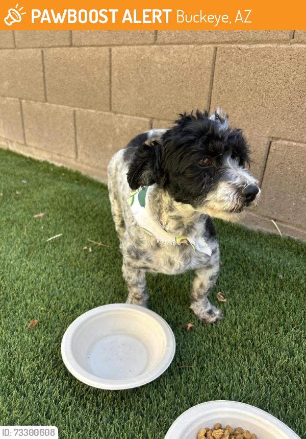 Found/Stray Male Dog last seen Vanburan and jackrabbit trail, Buckeye, AZ 85326