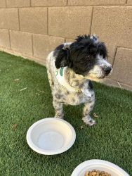 Found/Stray Male Dog last seen Vanburan and jackrabbit trail, Buckeye, AZ 85326
