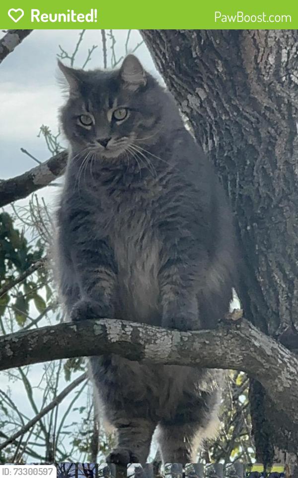 Reunited Male Cat last seen Near Cypress Valley Ln, Cypress, TX 77429, USA, Cypress, TX 77429